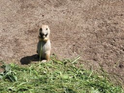 Výlet do ZOO a rozloučení s družinou
