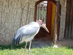 12___vylet_do_zoo_a_rozlouceni_s_druzinou