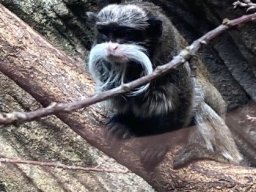 13___vylet_do_zoo_a_rozlouceni_s_druzinou